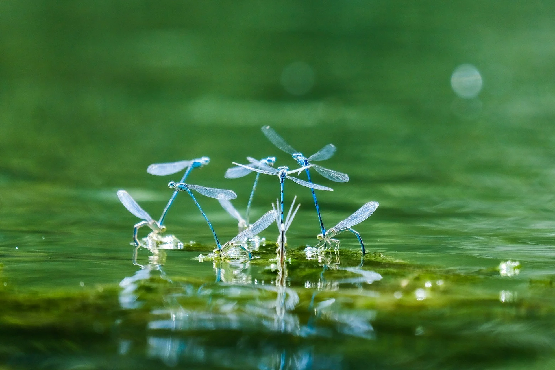 Lessons from ‘Dragonfly Thinking’ – an AI co-creation experiment
