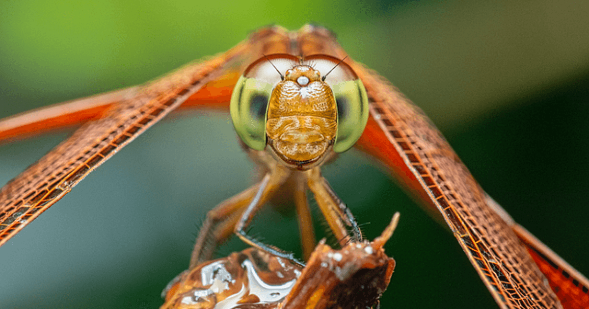 Dragonfly Thinking – one year later